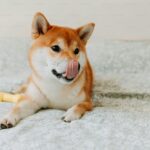 Shiba Inu